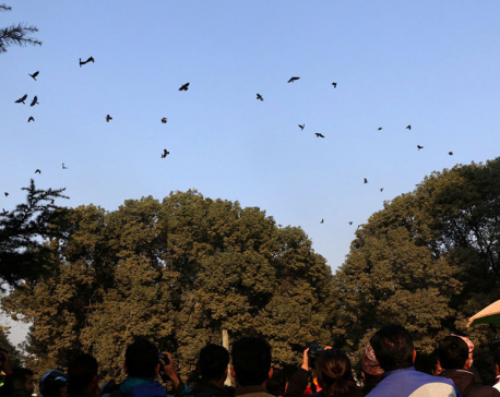 Around 300 crows gathered in conference