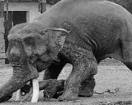 Tusker attack claims two in Chitwan