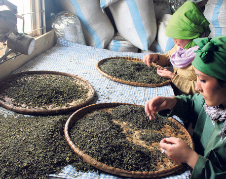Foreign buyers looking for variety in Nepali tea
