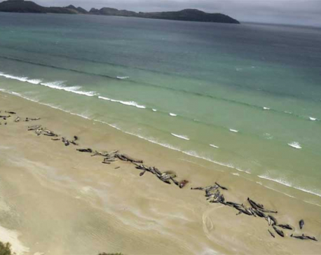 145 pilot whales die in stranding on New Zealand beach