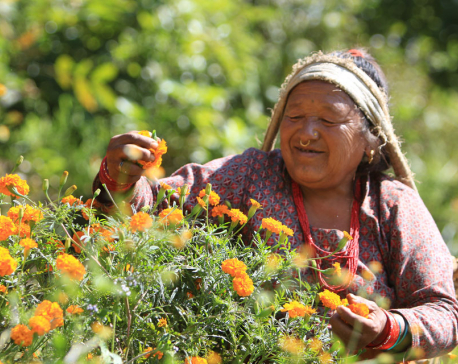Nepal’s dependency on flowers continues