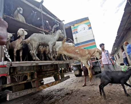 Sales of goats for Dashain begins