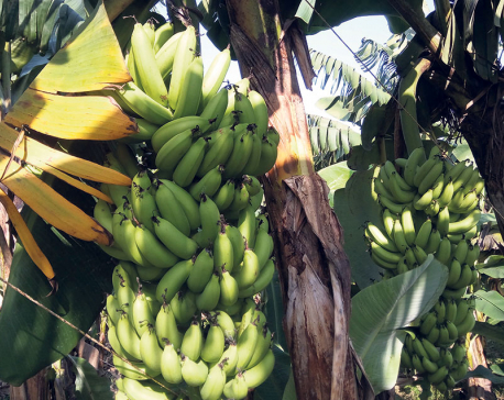 Farmers demand restriction on import of Indian bananas