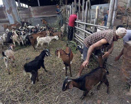 NFC starts selling goats and mountain goats for Dashain