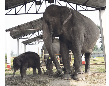 Nurturing an elephant calf at Koshi Tappu