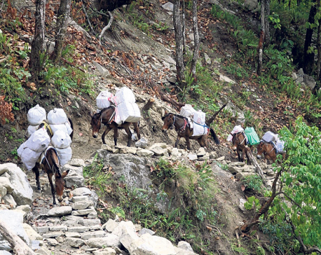 Lack of road compels Sertung locals to transport goods on mules