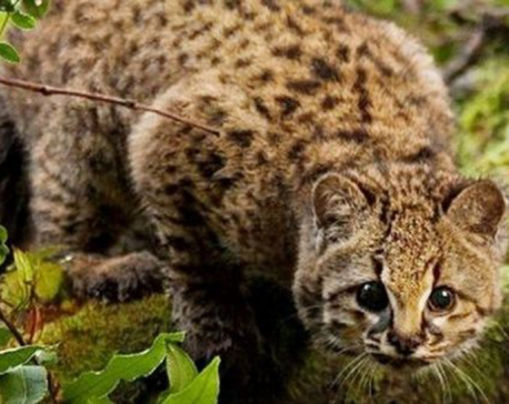 Activists launch project to save America's smallest wild cat