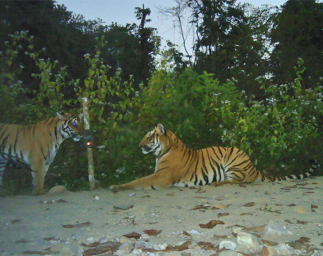 Nepal's tiger population almost double in a decade