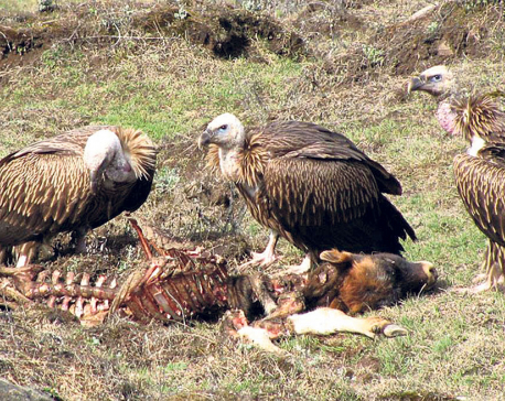 Vulture population declining despite conservation efforts