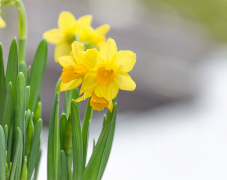 Daffodils May Soon Help Cure Cancer
