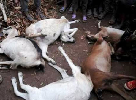 Lightning claims toddler, five goats in Achham