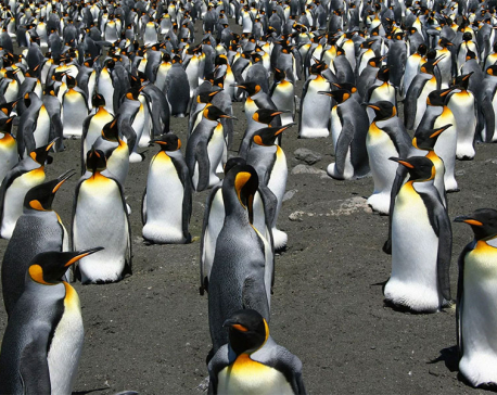 Around 2,000 penguins wash up dead on Uruguay coast