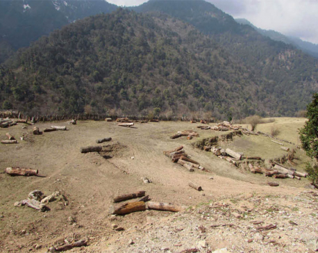 Timber worth Rs 20 million being extracted from a village in Rukum
