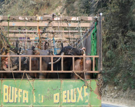 Livestock from Dhading have painful journeys to capital's slaughterhouses