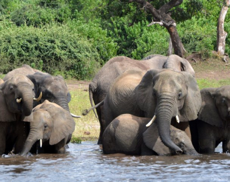 Botswana hires Hollywood firm to fight elephant hunting PR