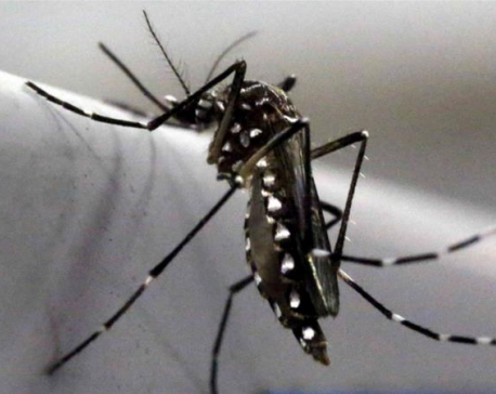 Mosquito scent discovery could change a billion lives