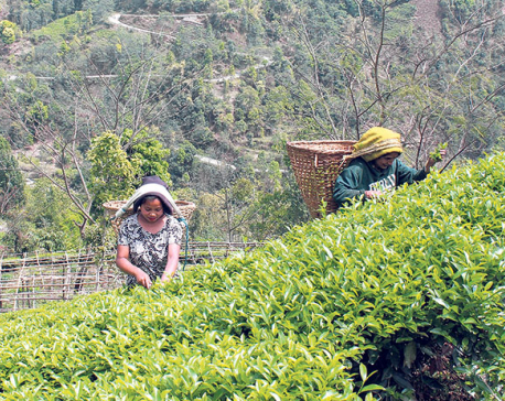 Tea/coffee production in Nepal: employment for farmers