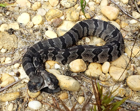 Rare, two-headed rattlesnake found in New Jersey forest