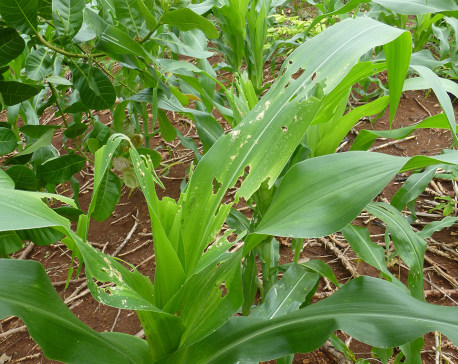 Lab report confirms entry of American fall armyworm in Nepal