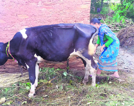 Municipality provides ‘sick and old’ cows for free, farmers enraged