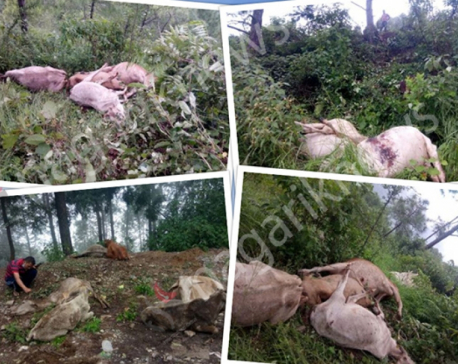 23 cows found dead in Birendranagar
