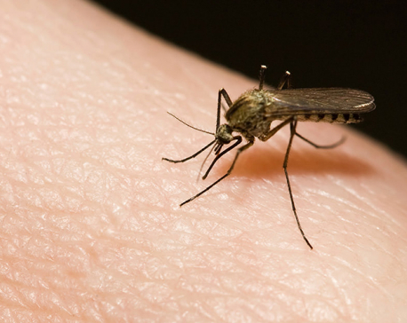 Katari town reports two dengue cases