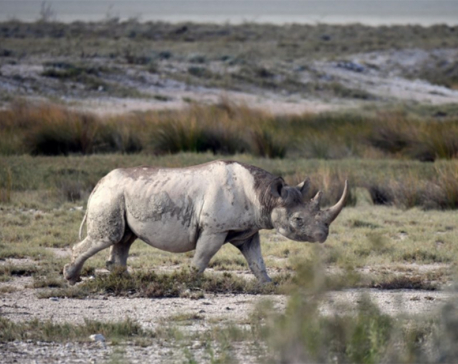 From tusks to tails, nations eye trade in endangered species