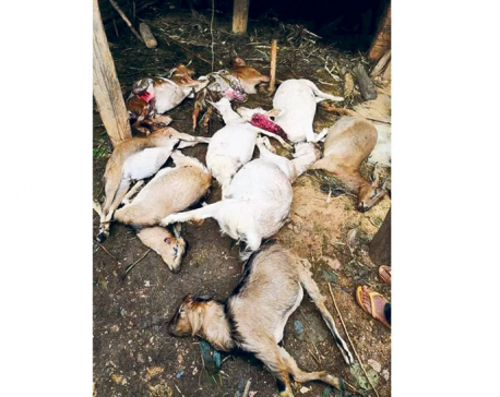 Tiger kills 21 goats, injures a local