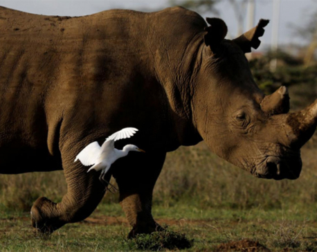 Eggs from last northern white rhinos fertilized, scientists say