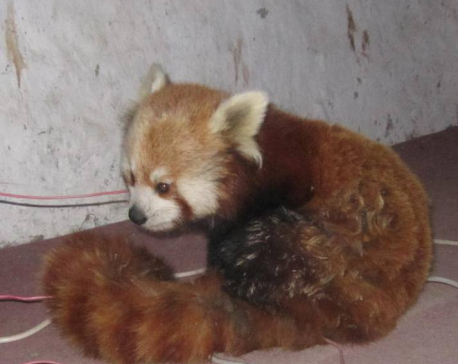 Conservationists stress on collaboration to protect red panda in Nepal