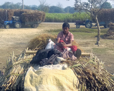 Sugarcane farmers face difficulty in getting government subsidy