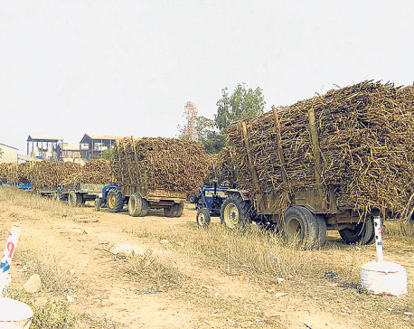 Sugar mill to come into operation today