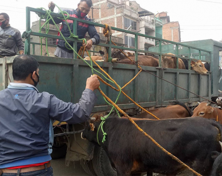 Mahendranagar High court issues mandamus order to manage stray cattle