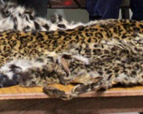 One arrested with leopard skin from Pulchowk