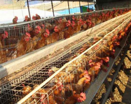 Farmers urged to minimize use of antibiotics in poultry farms