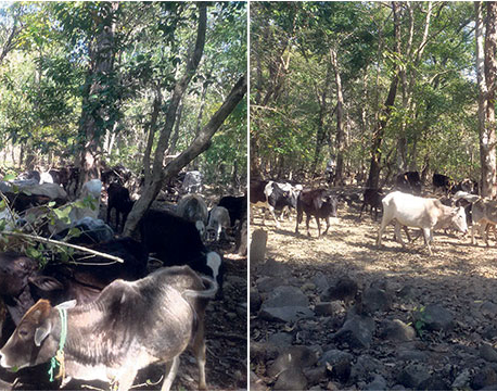 Ghodaghodi Municipality struggling to manage stray cattle
