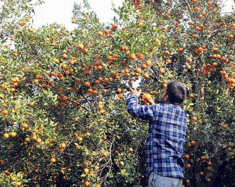 Orange farmers worried over dwindling production, market