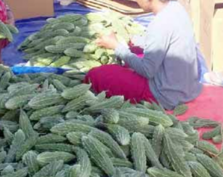 Export of bitter gourds to Qatar begins, supply inadequate to meet demand