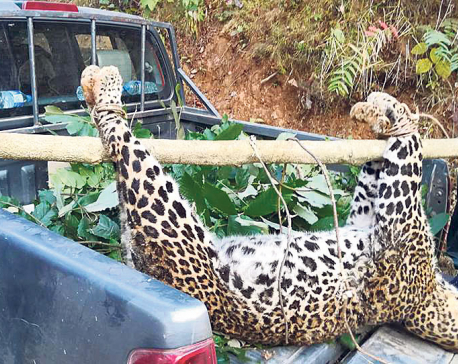Man-eater leopard dies