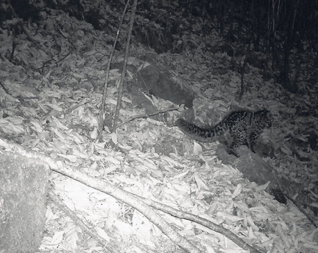 'Marbled cat' photographed for the first time in Nepal