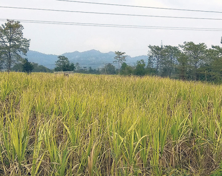 Farmers worried as sugarcane dries up in fields