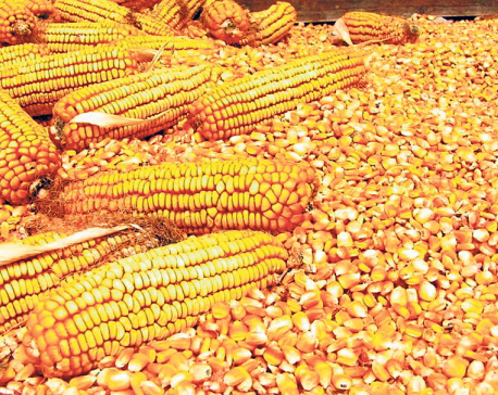 Maize worth 71 billion imported in 10 years