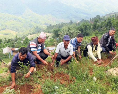 Tea farming starts in Dhading