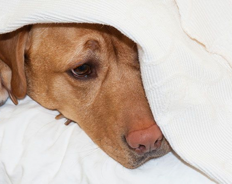 All you need to know about canine food poisoning
