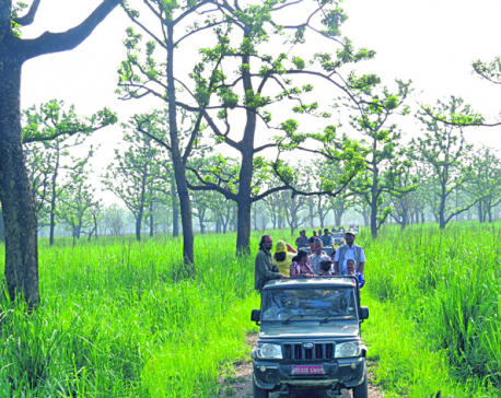 Jeep safari to be suspended at Chitwan National Park from July 6