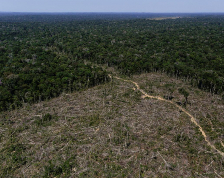 Most big companies fail to report role in deforestation, charity says