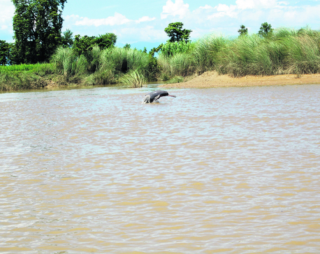 Dolphins spotted in Mohana and Pathraiya rivers