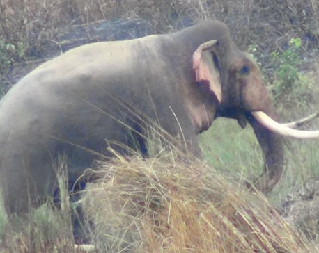 Elephant gores one man to death in Chitwan