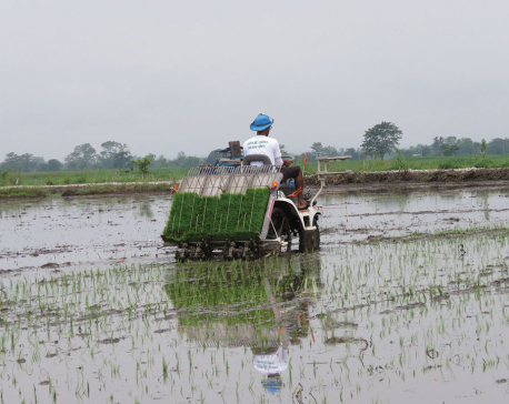 Chitwan farmers use modern equipment to transplant paddy