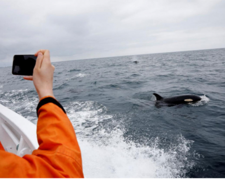 In Japan, the business of watching whales is far larger than hunting them